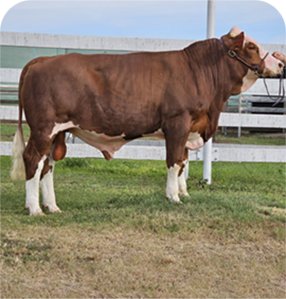 Semen y venta de embriones